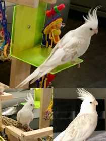 Lost Cockatiel