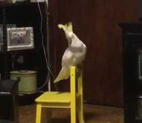 Lost Cockatoo