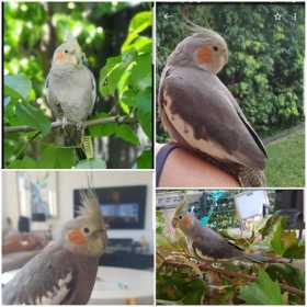 Lost Cockatiel