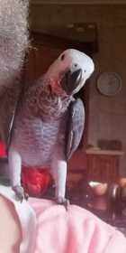 Lost African Grey