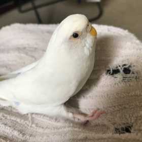 Lost Budgerigar