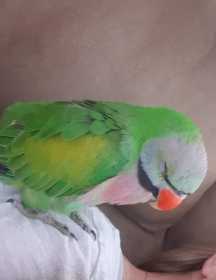 Lost Mustached / Moustached Parakeet