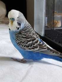 Lost Budgerigar