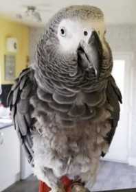 Lost African Grey