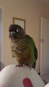 Lost Conure