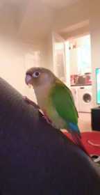 Lost Conure