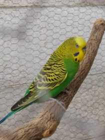 Lost Budgerigar