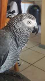 Lost African Grey