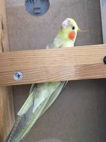 Lost Cockatiel
