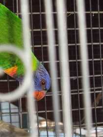 Lost Lory / Lorikeet