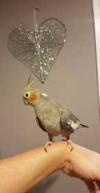 Lost Cockatiel