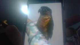 Lost Conure