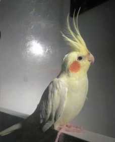 Lost Cockatiel