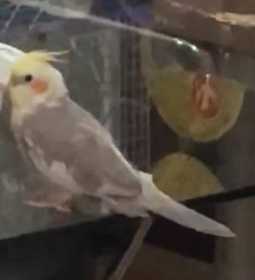 Lost Cockatiel