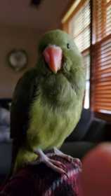 Lost Indian Ringneck Parakeet