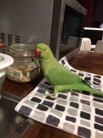 Lost Indian Ringneck Parakeet