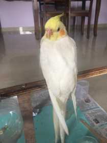 Lost Cockatiel