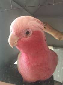 Lost Galah Cockatoo