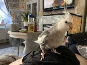 Lost Cockatiel