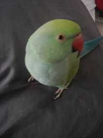 Lost Indian Ringneck Parakeet