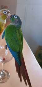 Lost Conure