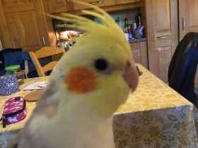 Lost Cockatiel