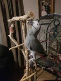 Lost African Grey