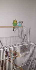 Lost Budgerigar