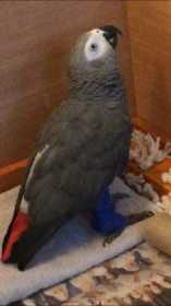 Lost African Grey