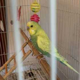 Lost Budgerigar