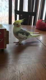 Lost Cockatiel