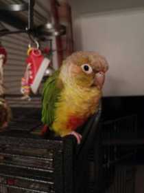 Lost Conure