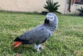 Lost African Grey