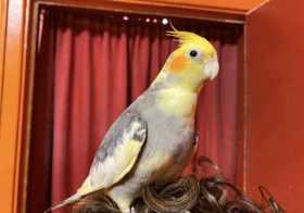 Lost Cockatiel