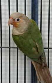 Lost Conure