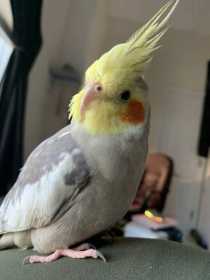 Lost Cockatiel