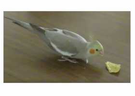 Lost Cockatiel