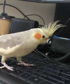 Lost Cockatiel