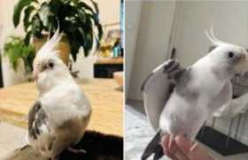 Lost Cockatiel