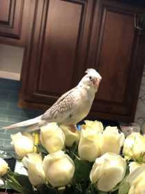 Lost Cockatiel