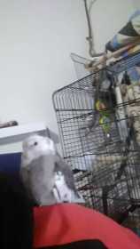 Lost Cockatiel