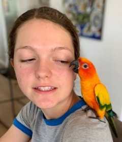 Lost Conure