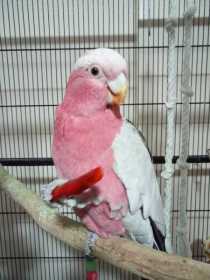 Lost Galah Cockatoo