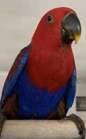 Lost Eclectus