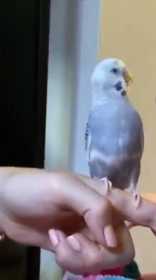 Lost Budgerigar