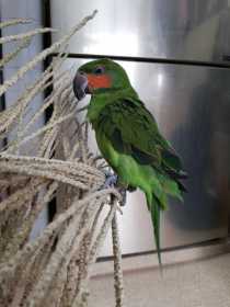 Lost Parakeet