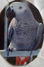 Lost African Grey