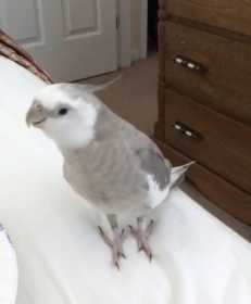 Lost Cockatiel