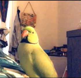 Lost Indian Ringneck Parakeet