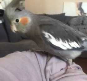Lost Cockatiel